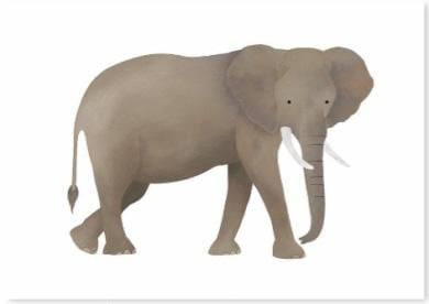 Africal Elephant.jpg