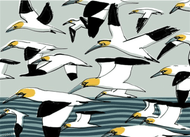 Gannets card