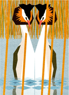 Great Crested Grebes card