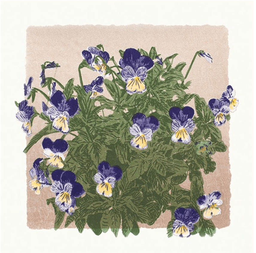 Viola Card