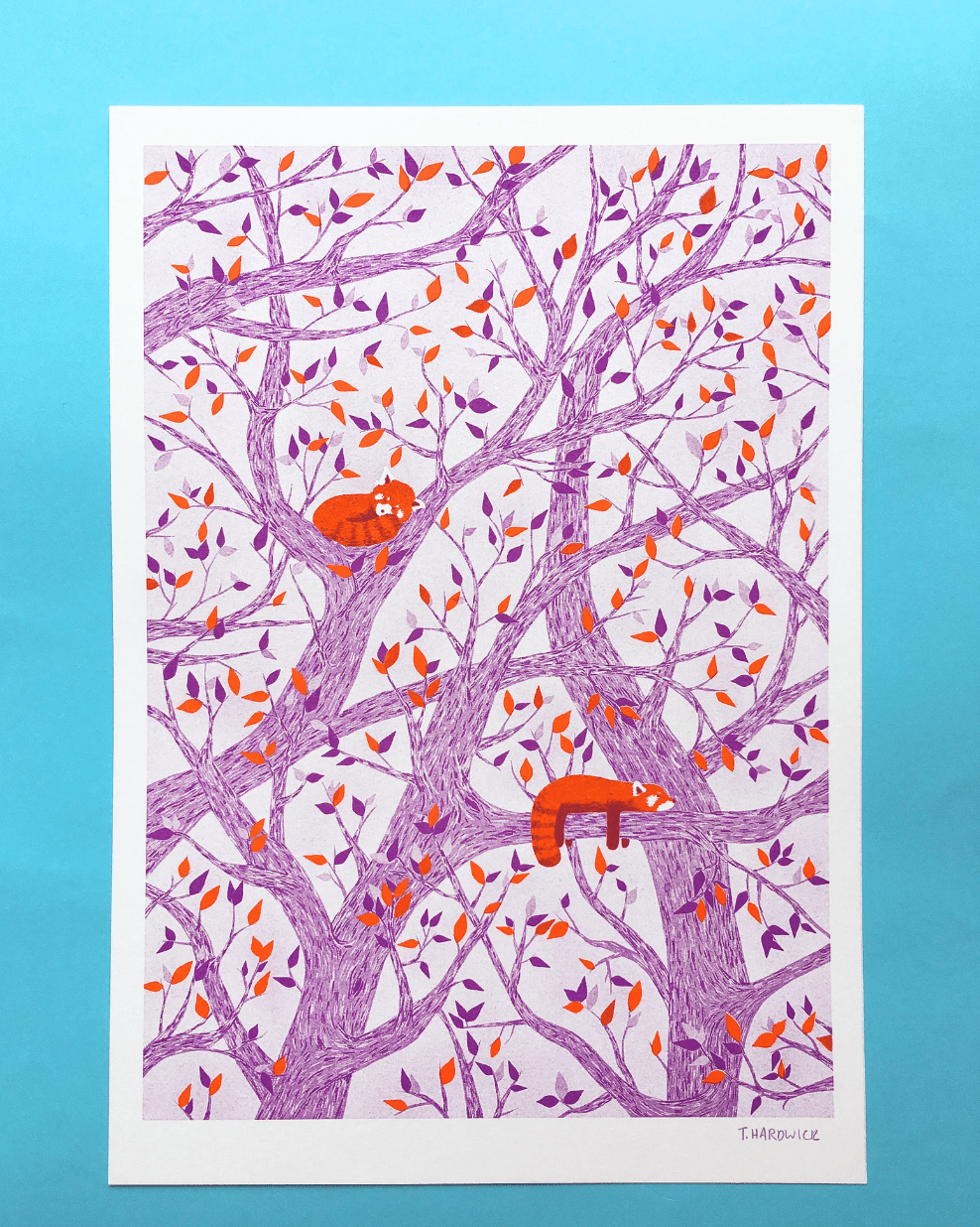 Red Pandas - Purple Background