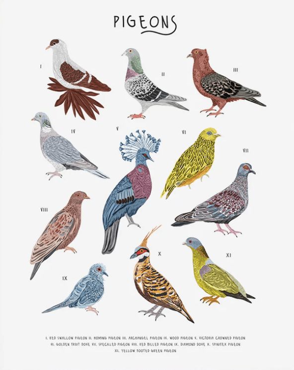 A-Z of pigeons Card
