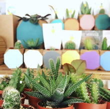 Load image into Gallery viewer, Plants

