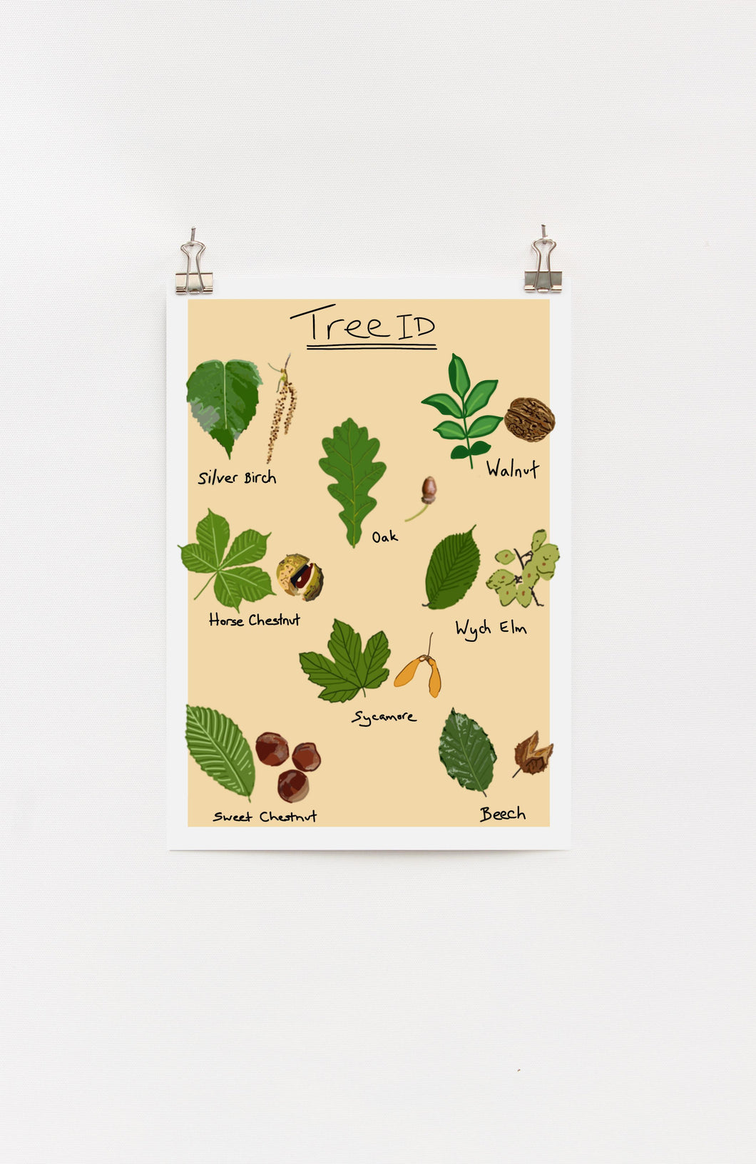 Tree identification A4 Print