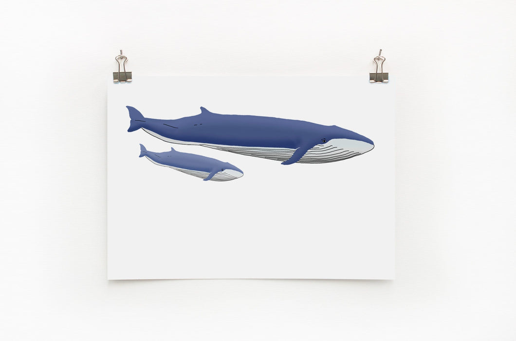 Blue Whale A4 Print