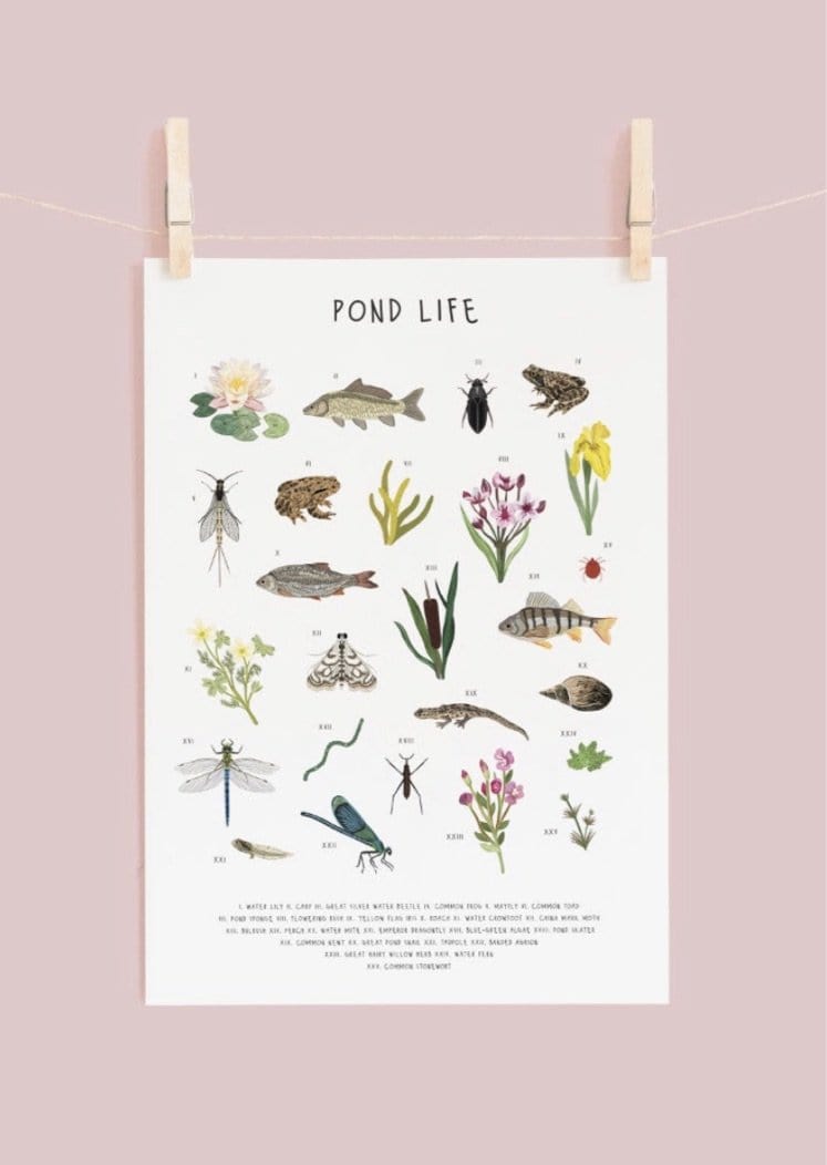 Pond Life Print - A4